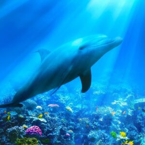 Dolphin Coaching One Year