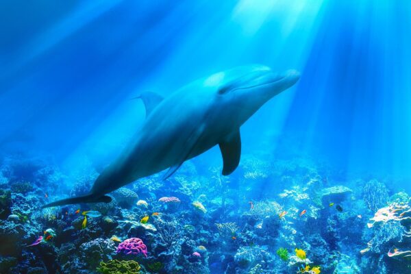 Dolphin Coaching Three Months